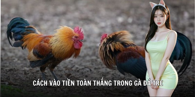 Cách vào tiền toàn thắng trong gà đá tre