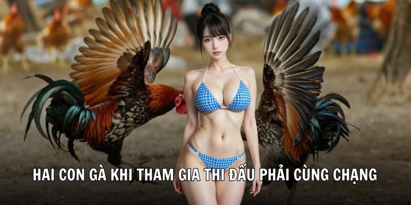 Hai con gà khi tham gia thi đấu phải cùng chạng