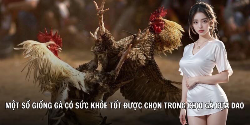 Một số giống gà có sức khỏe tốt được chọn trong chọi gà cựa dao
