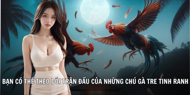 Bạn có thể theo dõi trận đấu của những chú gà tre tinh ranh